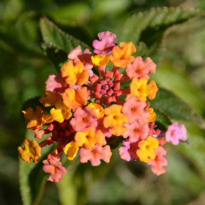 Photo of Lantana camara