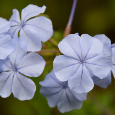 Photo of Plumbago auriculata