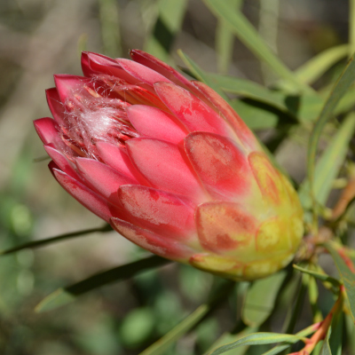 Photo of Protea repens