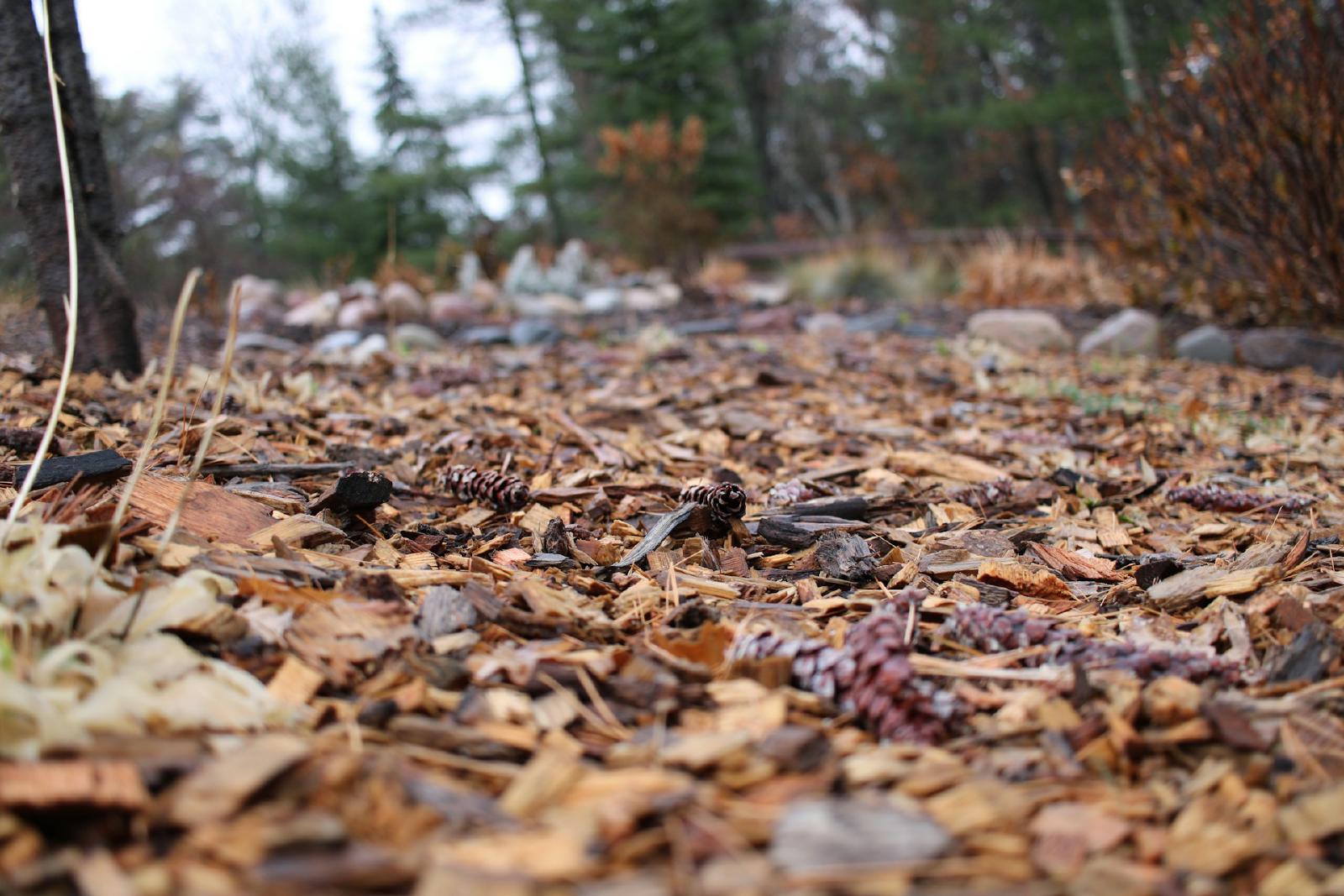 Garden bed topped with a thick layer of mulch.