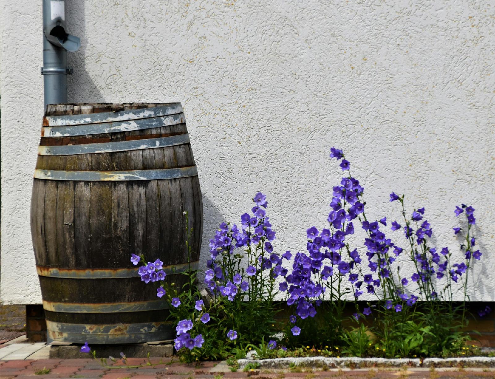 Rain barrel collecting roof runoff beneath a downspout.